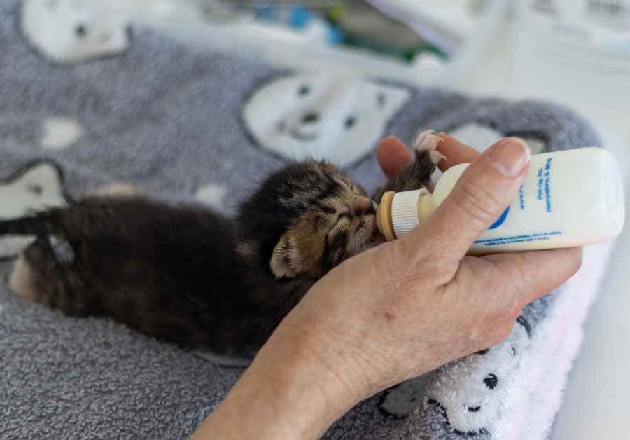 bottle feeding a neonatal kitten