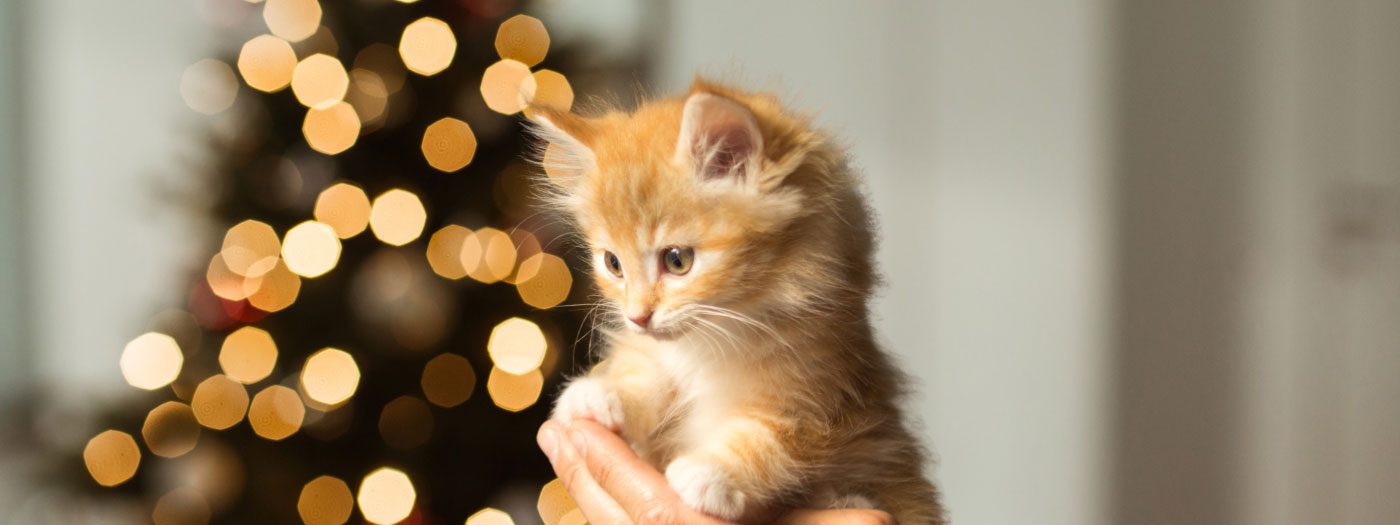ginger kitten in hand